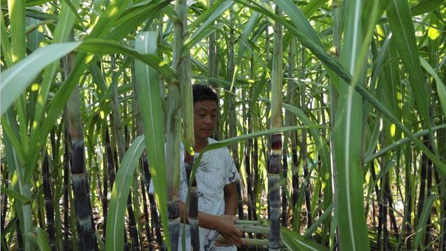 河南淮滨：甘蔗种植促农增收