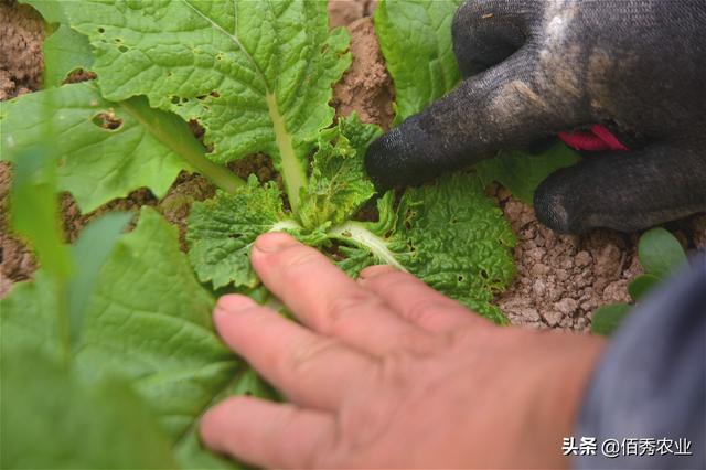 大白菜种植有技巧，移栽前做好2件事，产量高还少见病虫害