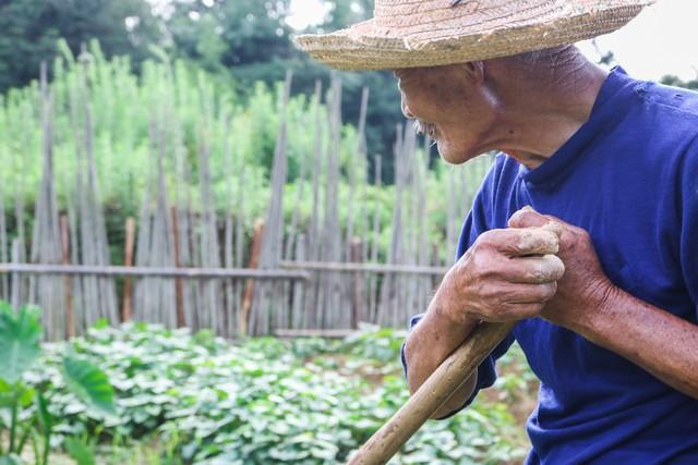 农村菜园入伏种哪些蔬菜？这5种时令蔬菜正合适，别错过最佳时机