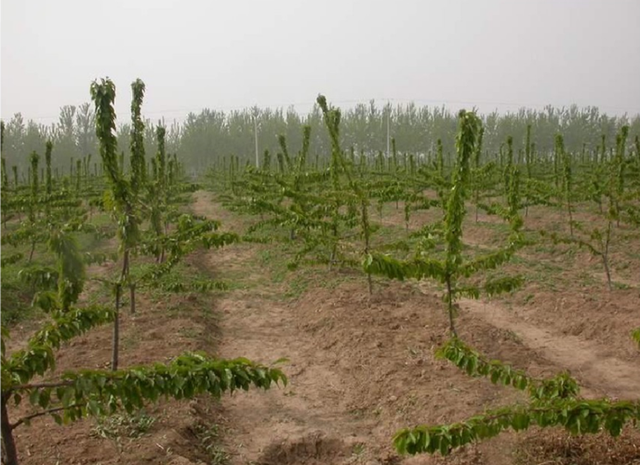 樱桃树栽培技术｜樱桃建园及栽植方法