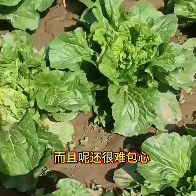 一个配方白菜包心快长得好产量高@抖音短视频