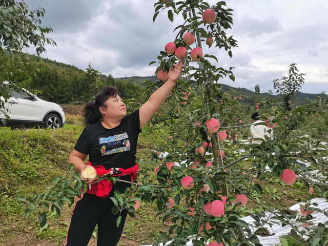 苹果“脸红” 引采摘客尝鲜