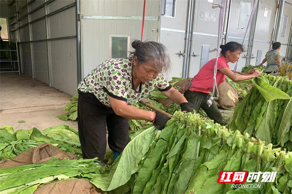 新晃：烤烟产业稳发展 烟农采收烘烤忙