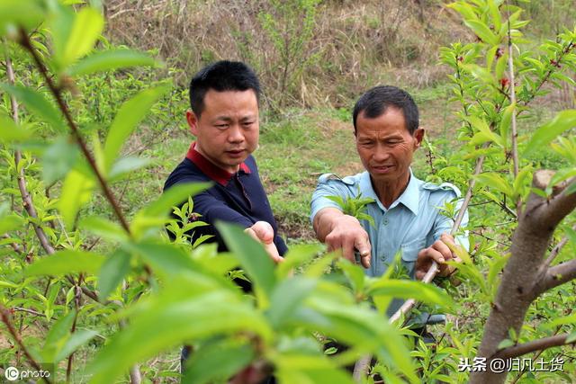 想要种好西梅，这几个种植技巧一定要掌握