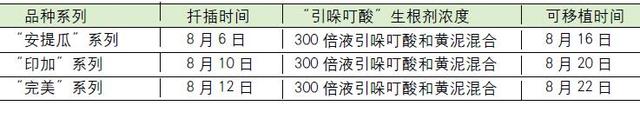 万寿菊盆栽繁殖及病虫害防治栽培技术