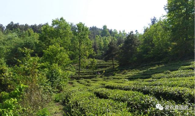 经典说茶：茶的种植方法