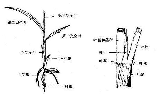 水稻栽培技术