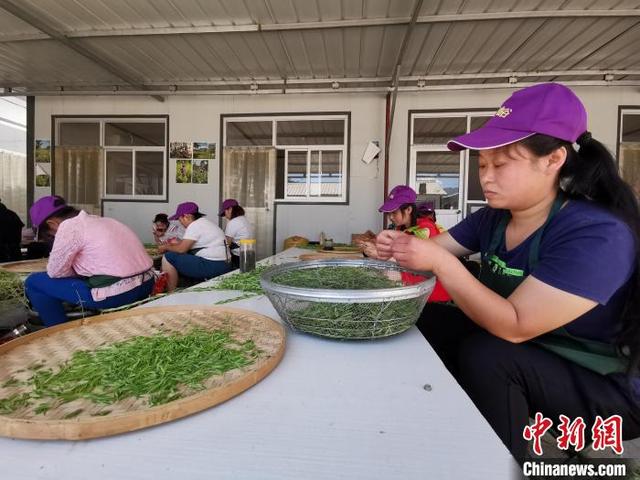 河北涞水：太行深处黄芪香 山村种出“致富茶”