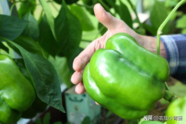 辣椒高产种植有妙招，这五种种植管理技巧要知道