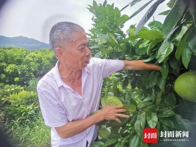 小康圆梦｜荒山变金山 大堰镇的红心蜜柚红了日子甜了生活