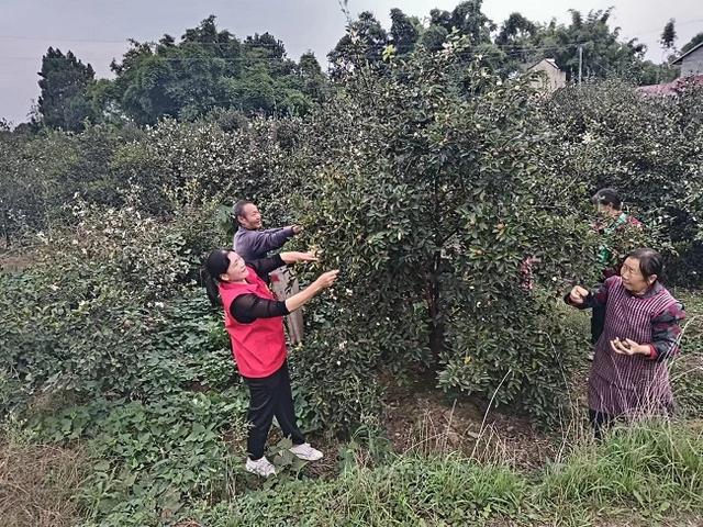 自贡荣县观山镇6000亩油茶迎丰收