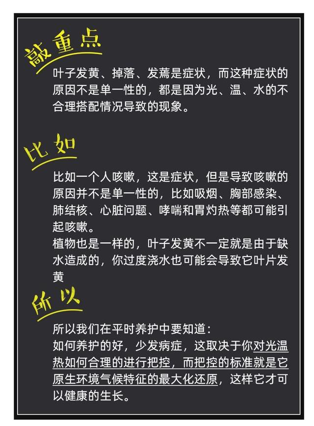 发财树是到底有多难养？最全面的发财树养护攻略来了