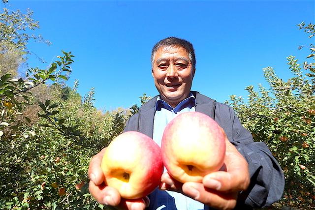 红脆甜香的“高光效”苹果成熟啦，南部山区西营街道等你来采摘