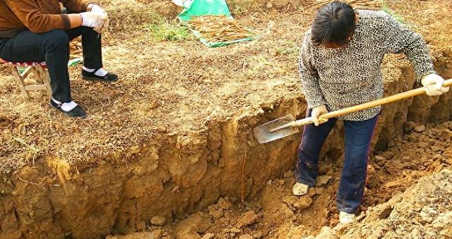 湖北神农架女子晒地窖种山药，根根顺溜光滑不沾土！还能这样种？