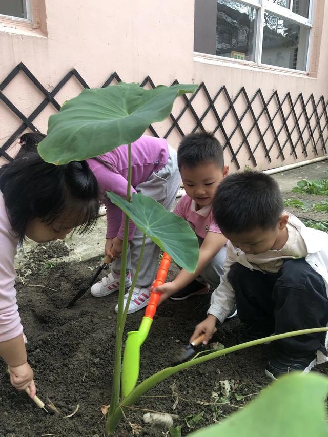 “芋”你在一起！——友联幼儿园中班主题活动