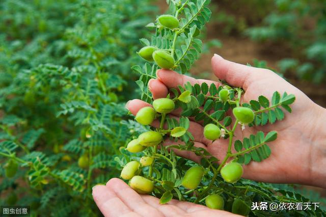 鹰嘴豆年老的新兴作物，有一定的种植发展前景，但得注意这些前提