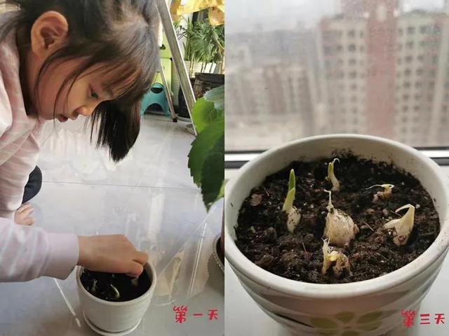 停课不停学“双减”欢乐多植物种植小乐园（第一期）奇妙的种子