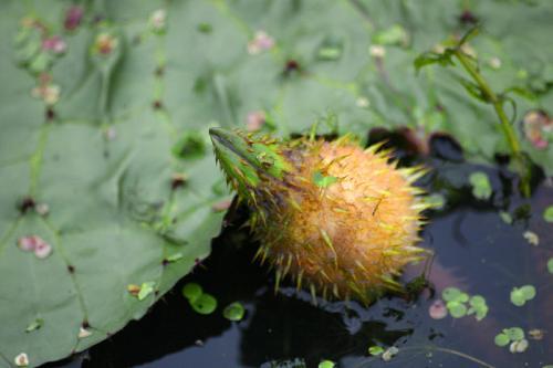 种植芡实优质品质技术，掌握好这几点方法，果实率会不断增加