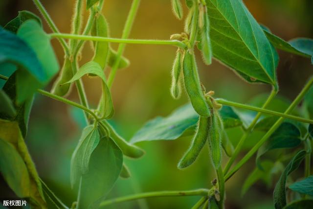 大豆种植及管理技术总结，注意事项农户要清楚，看完受益匪浅