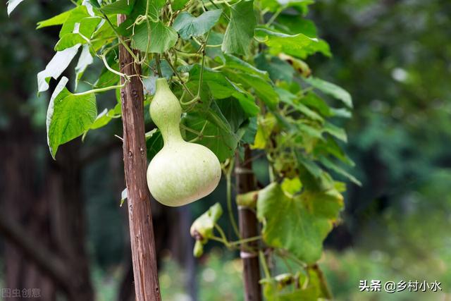 院子里种植“葫芦”省心又美观！挂在家里能除邪，种植方法告诉你