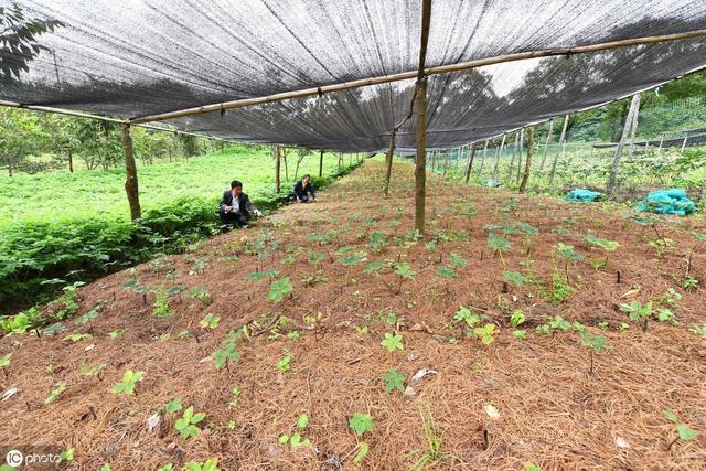 重楼行情如何？有人赚，有人亏！入行需谨慎！送上一份种植大全