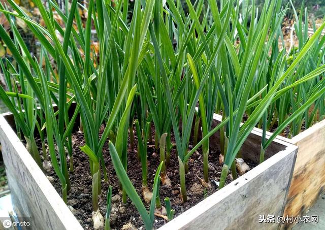 种大蒜还赚钱吗？1篇文章带你解读2019年大蒜种植前景