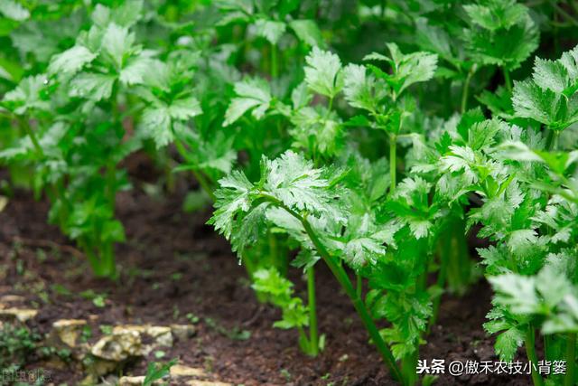 要想秋冬蔬菜长势旺、产量高、品质好，这7个管理技巧要用好