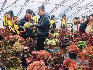 肉肉植物种植基地-全环境立德树人丨税郭镇：打卡多肉基地  爱上奇妙植物