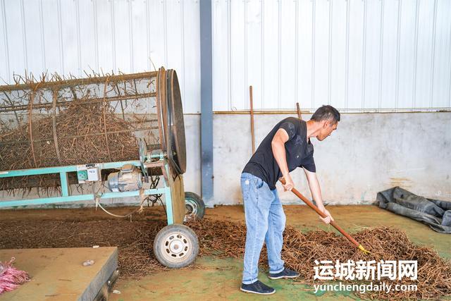 运城万荣：中药材加工忙