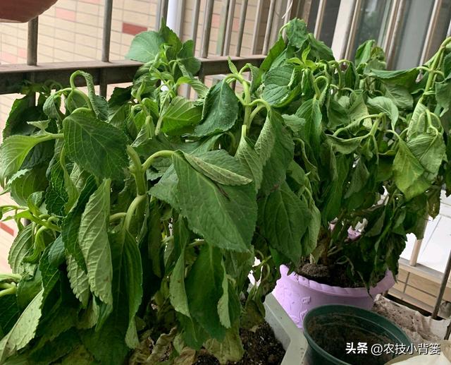 植物新芽嫩叶经常萎、焉、垂、凋、枯是怎么回事？怎样防治解决？