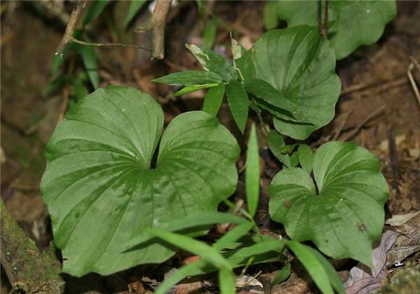 青天葵规范化种植技术，能大批量的种植，解决其危机