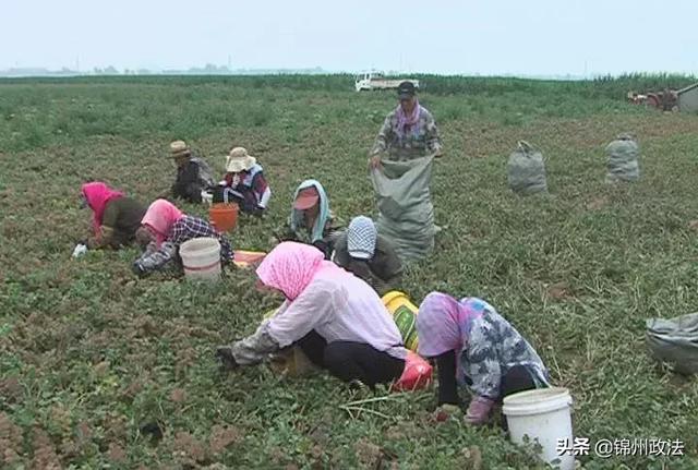 药材种植带来效益倍增——城关乡五里屯村沙参产业喜获丰收