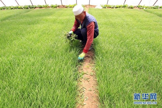 灵武兴旺村：沙地蔬菜致富农民