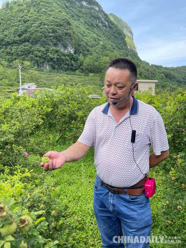 「在生态文明建设上出新绩」靠山吃山 贵州水城区野钟村运用刺梨让百姓腰包鼓起来