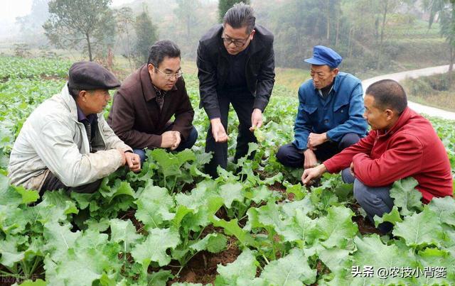 植物新芽嫩叶经常萎、焉、垂、凋、枯是怎么回事？怎样防治解决？