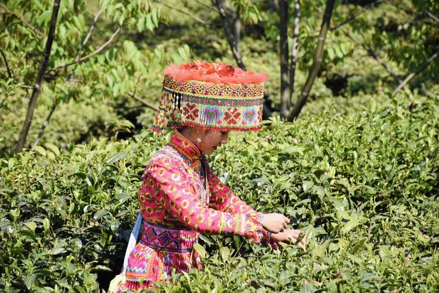 「丽江热线」种植茶叶1.2万亩，茶农增收910万元……丽江这里的村民走上致富路