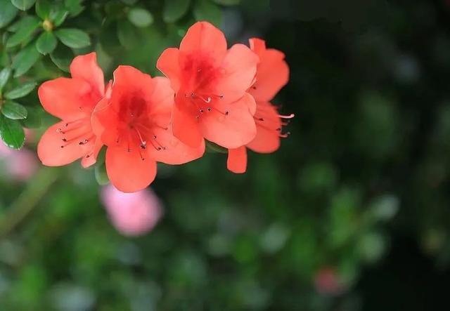 颜值高、开花多、易栽活的杜鹃花，这样养才对