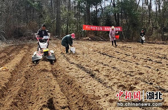 湖北建始：“小金豆”孕育高山百姓新希望