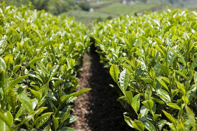 茶树良种无性繁育技术，做好母树培育和苗圃管理，促进茶树的生长