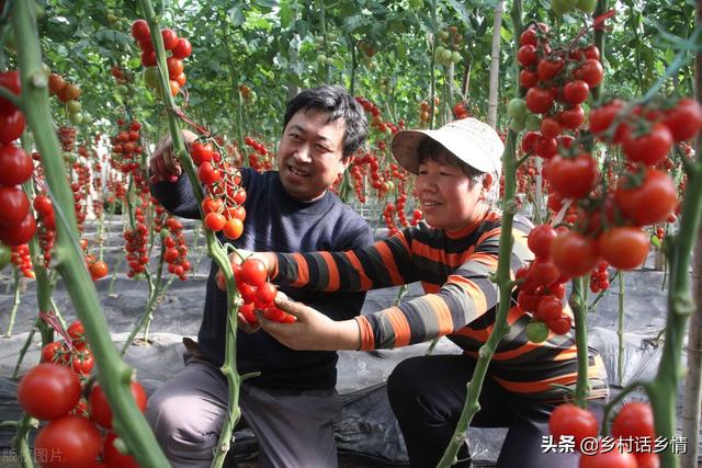 种植西红柿、黄瓜和辣椒，用这几个简单方法，果实结得多又多