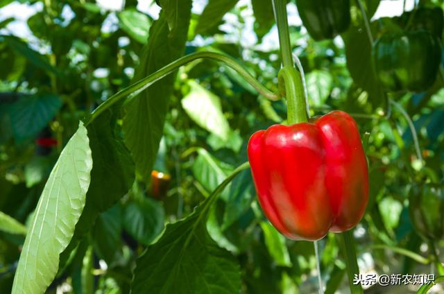 辣椒塑料大棚早熟栽培技术！提高塑料大棚辣椒种植水平