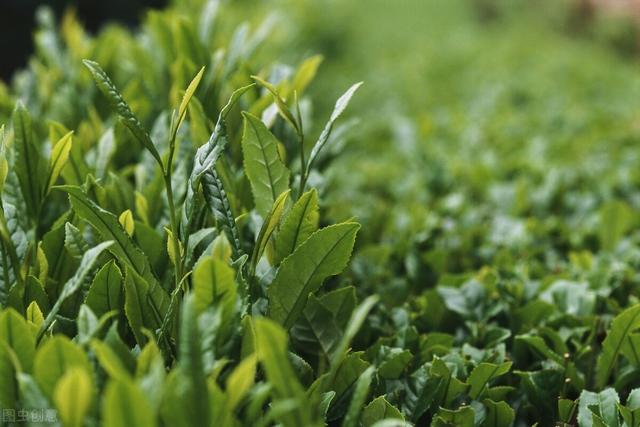 茶树良种无性繁育技术，做好母树培育和苗圃管理，促进茶树的生长