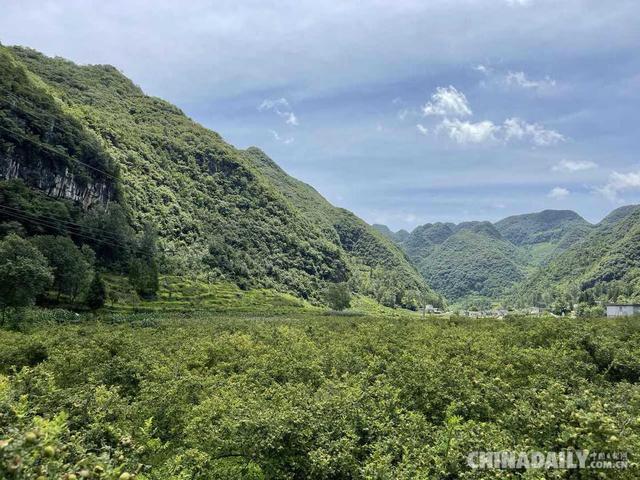 「在生态文明建设上出新绩」靠山吃山 贵州水城区野钟村运用刺梨让百姓腰包鼓起来