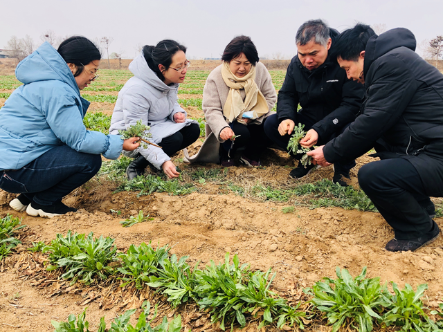 抗心脑血管病药材红花种植效益高，品种重要，科学除草也很重要