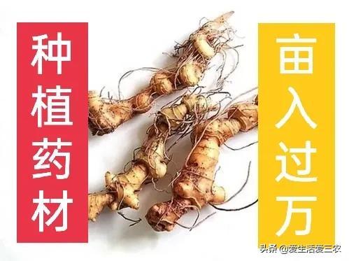 推荐四种不愁销路、价格稳定、适合新手种植的药材，建议收藏！