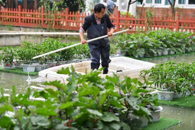 （经济）“水上种植”助农增产增收