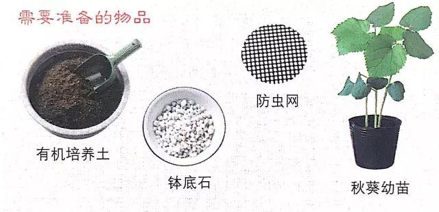 想再去阳台上种秋葵，5分钟看懂秋葵的基本种植方法