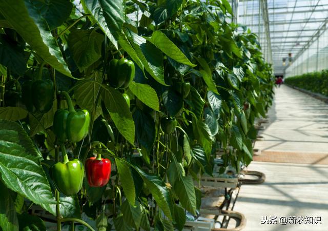 辣椒塑料大棚早熟栽培技术！提高塑料大棚辣椒种植水平