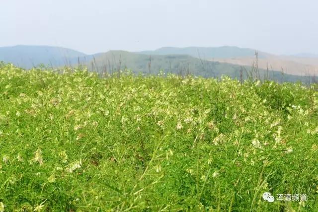 大同浑源：乱岭关的黄芪“致富经”！