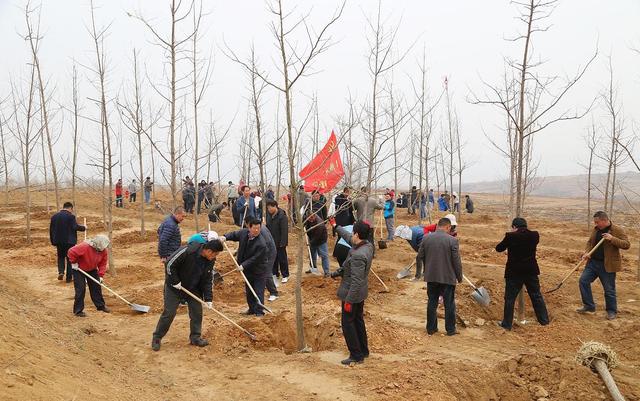 木材大涨价！耕地种树或被严查，哪些地方能种树？答案有了